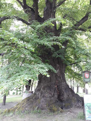 Lípa - památný strom - Římov - Maruška C.