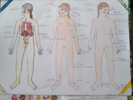 Lucka -  lidské tělo, projekt části těla a orgány